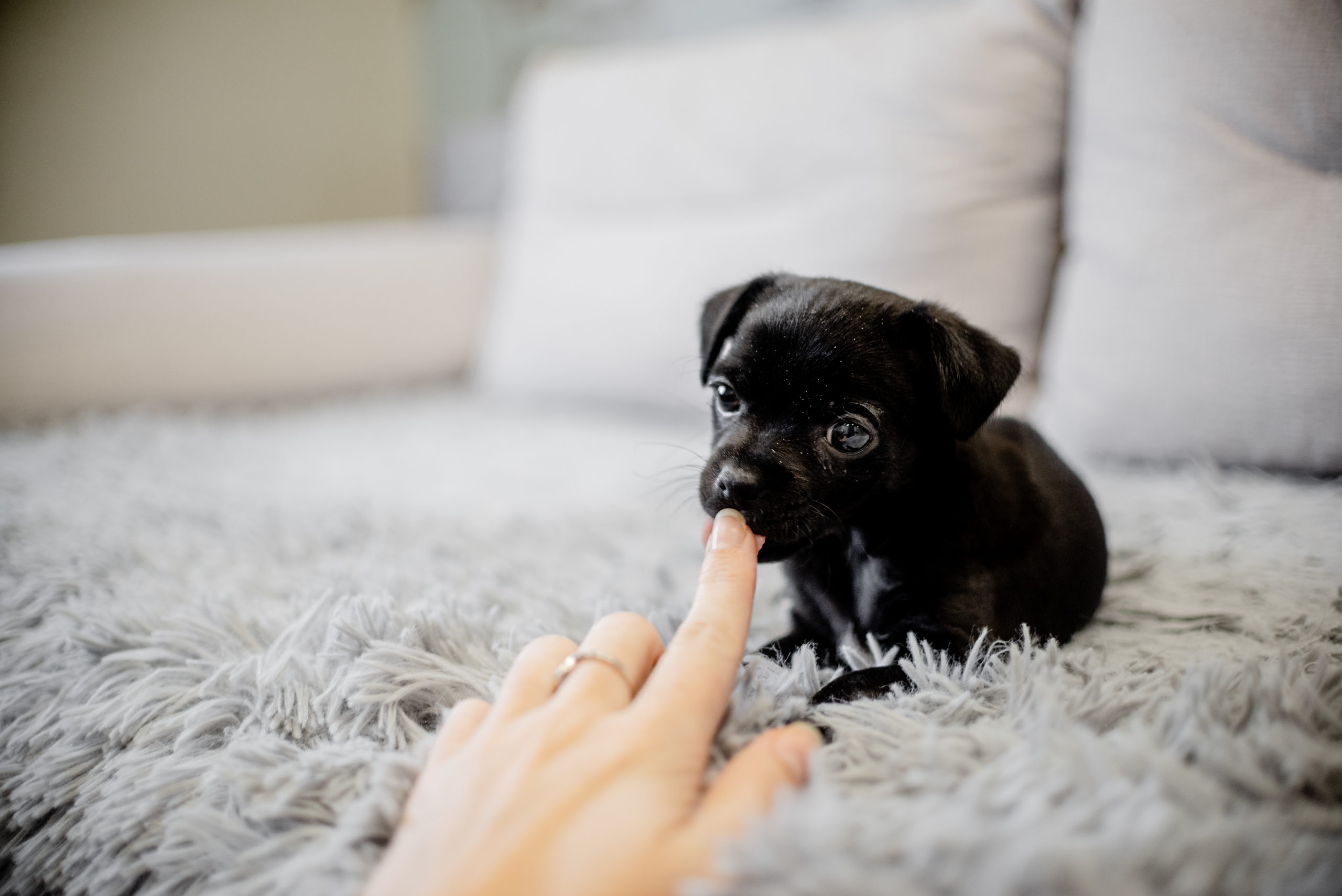 c&oacute;mo hacer tu casa a prueba de cachorros