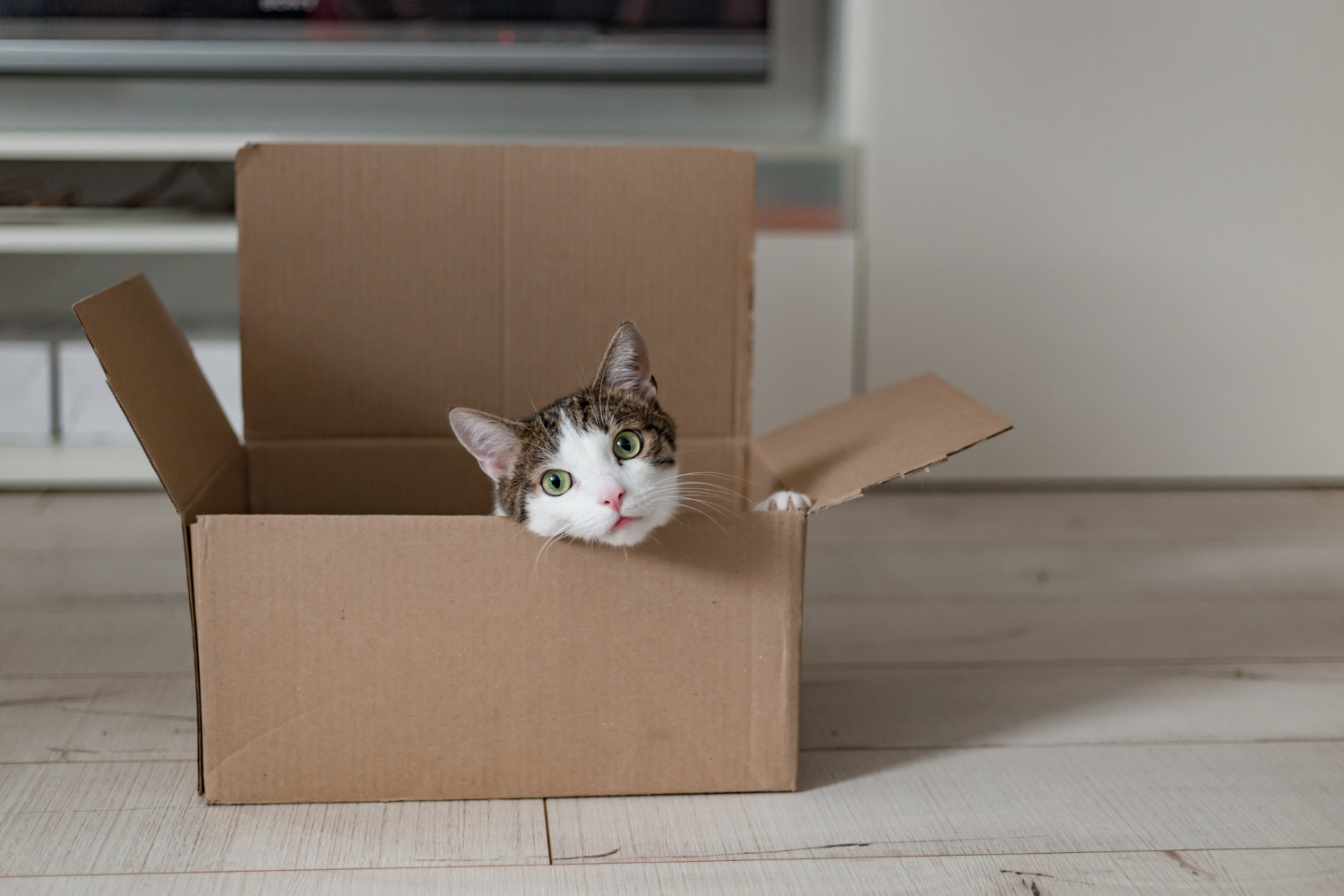 C&oacute;mo mudarse con gatos
